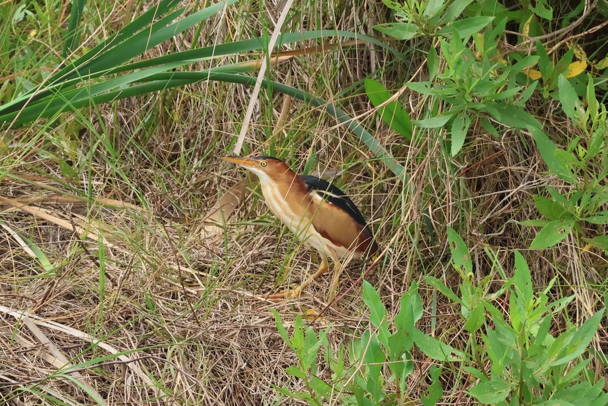 Least Bittern - Vern Bothwell