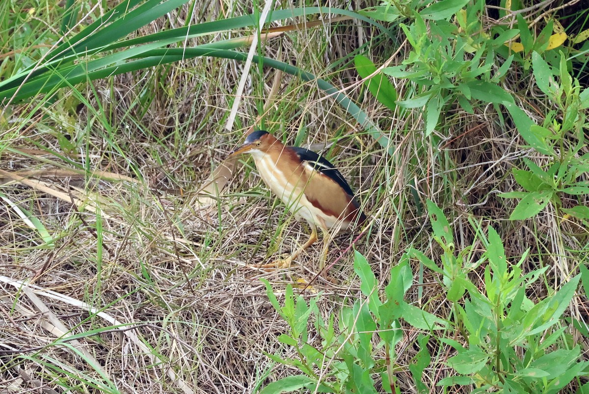 Least Bittern - Vern Bothwell