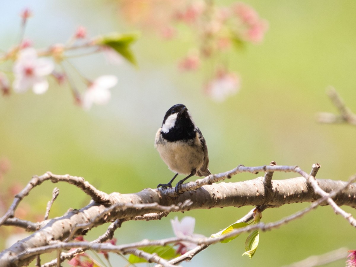 Coal Tit - TORU TAJIMA