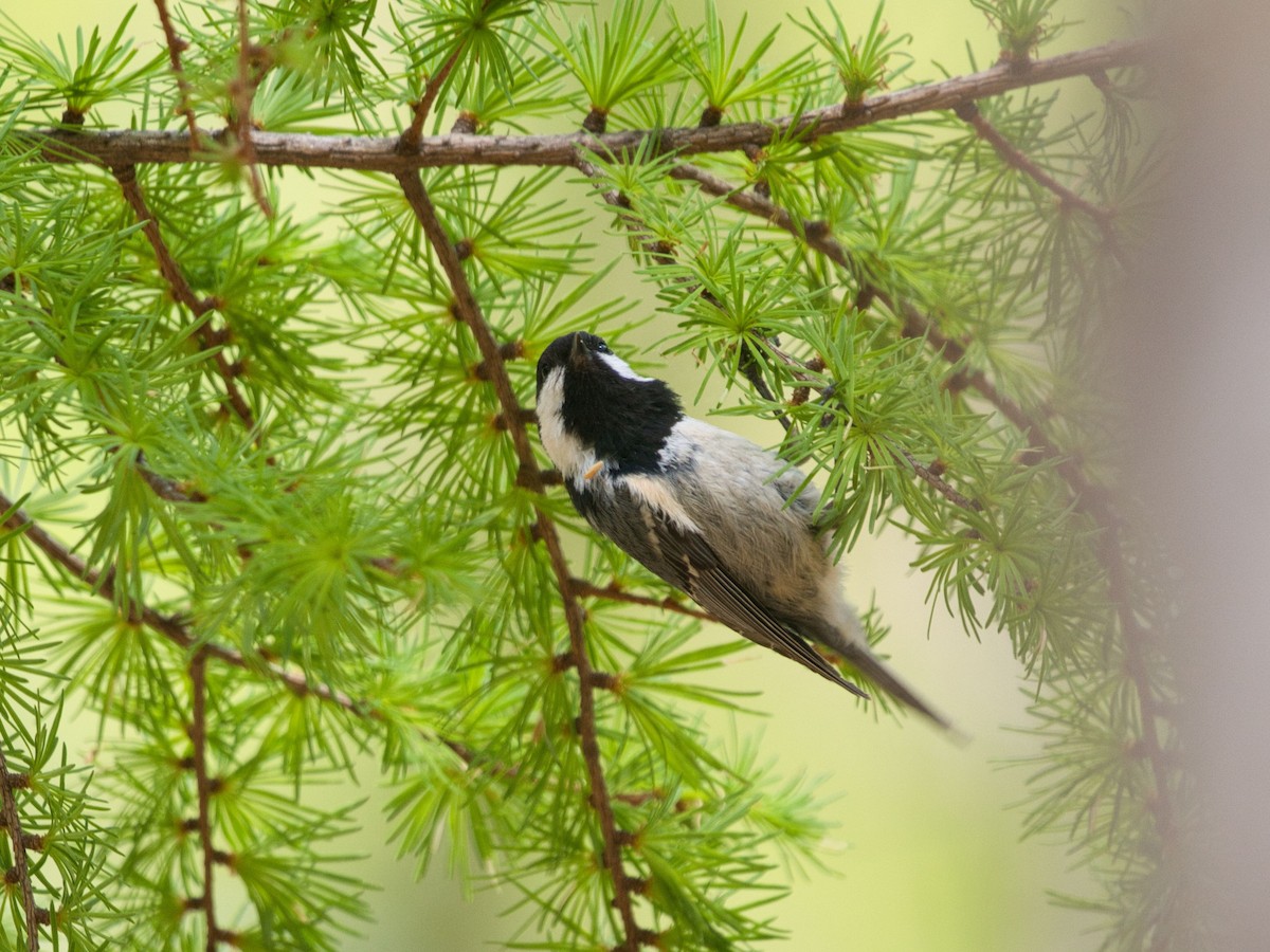 Coal Tit - TORU TAJIMA