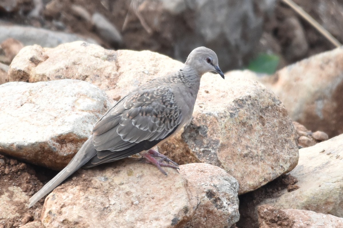 Spotted Dove - ML618809065
