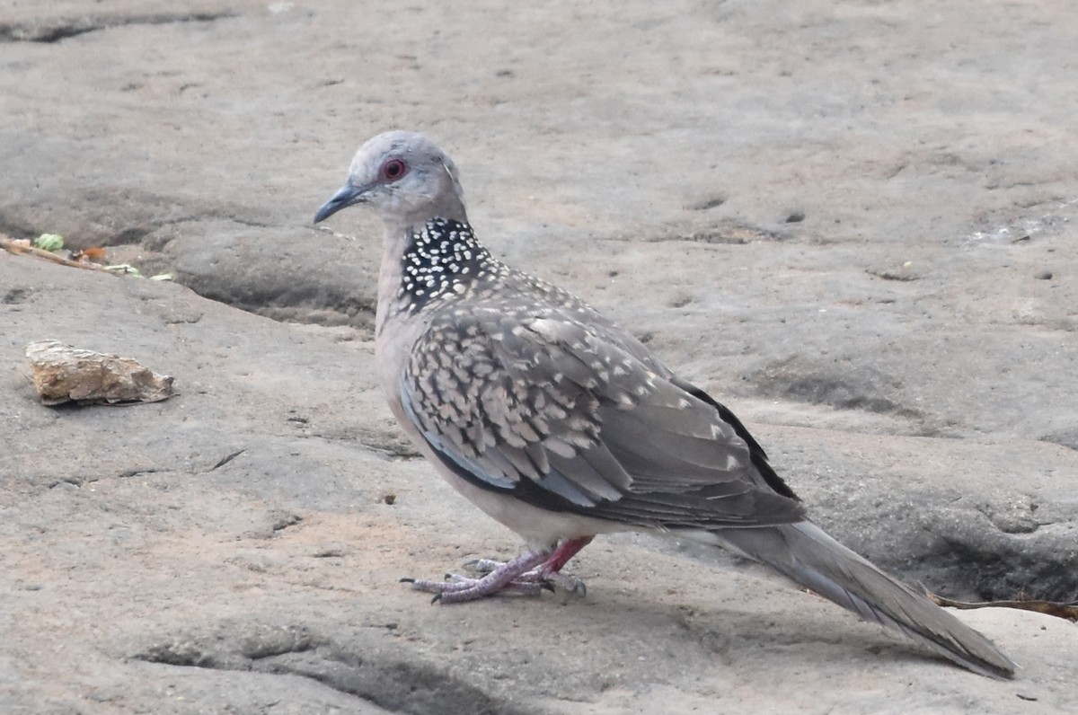 Spotted Dove - ML618809066