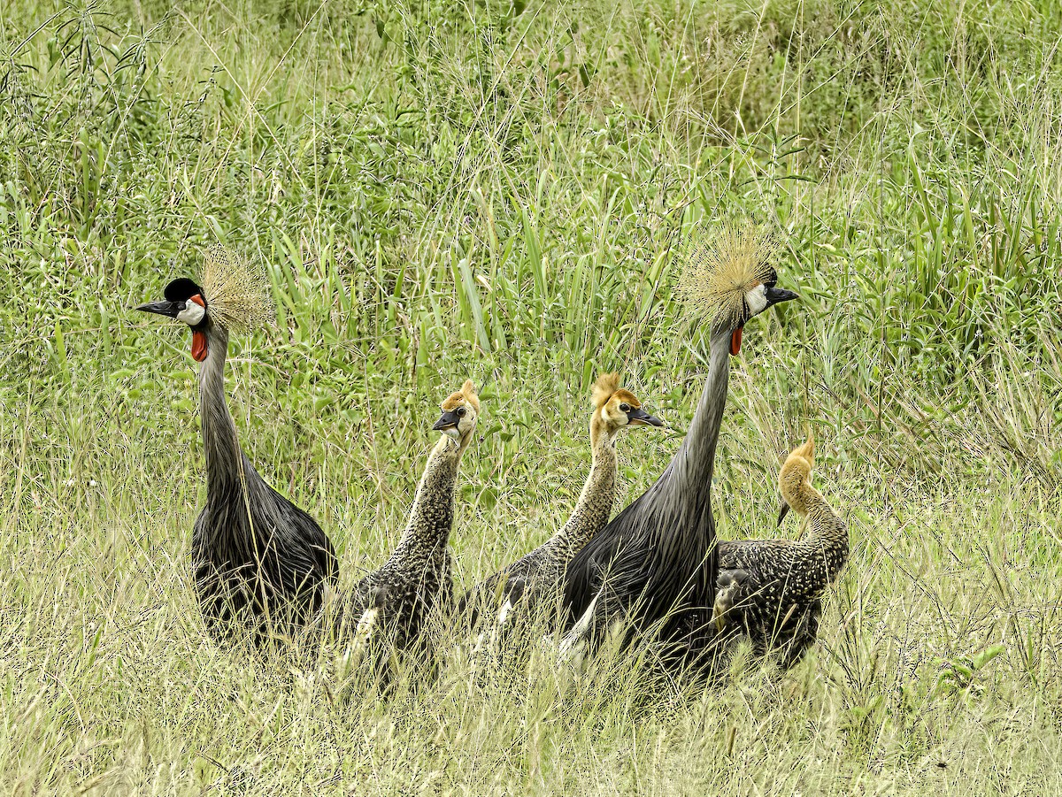 Gray Crowned-Crane - Hila Meyer Izmirli