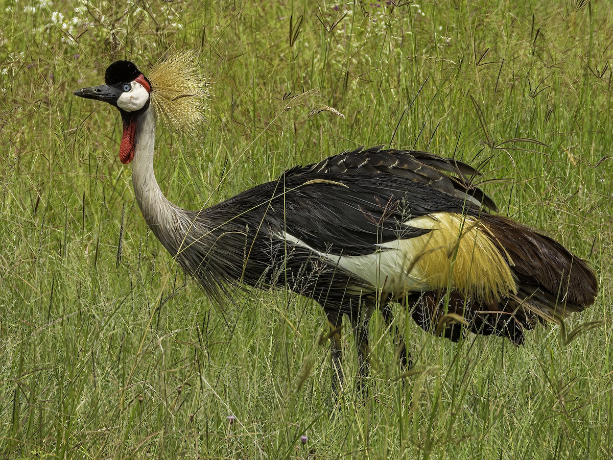 Gray Crowned-Crane - Hila Meyer Izmirli