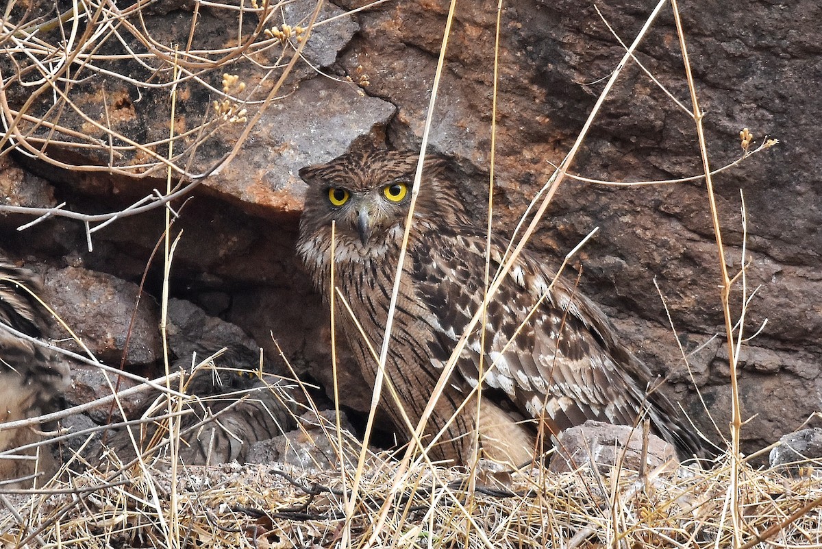 Brown Fish-Owl - ML618809086