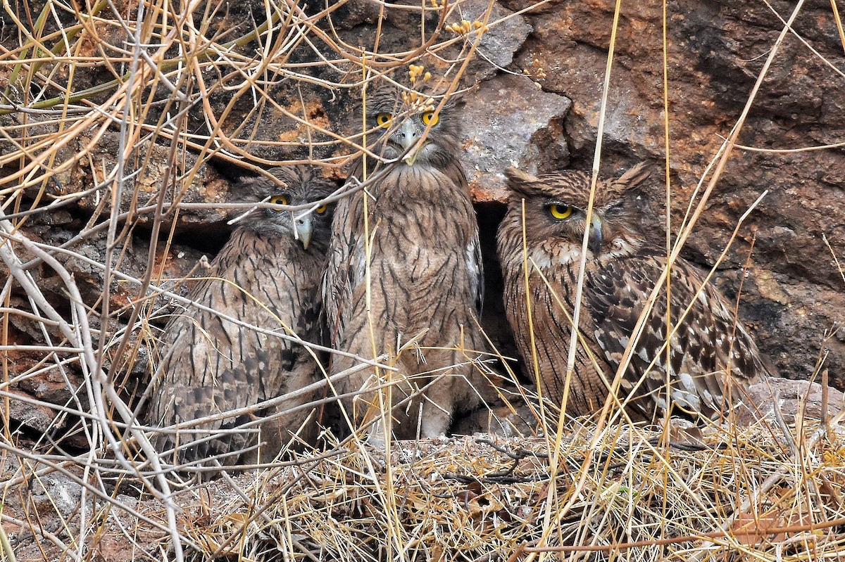 Brown Fish-Owl - ML618809087