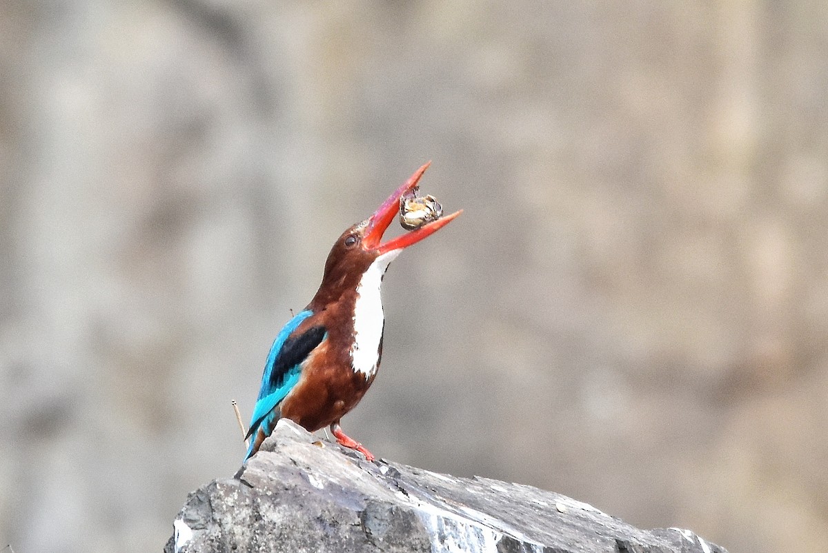 White-throated Kingfisher - ML618809094