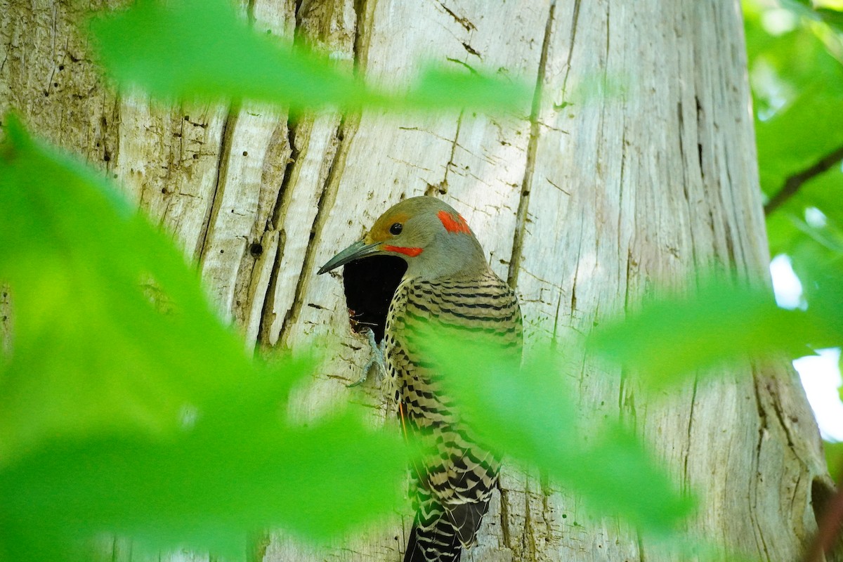 Northern Flicker - Dimitri Apostolidis