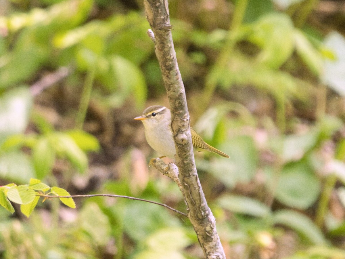 Eastern Crowned Warbler - TORU TAJIMA