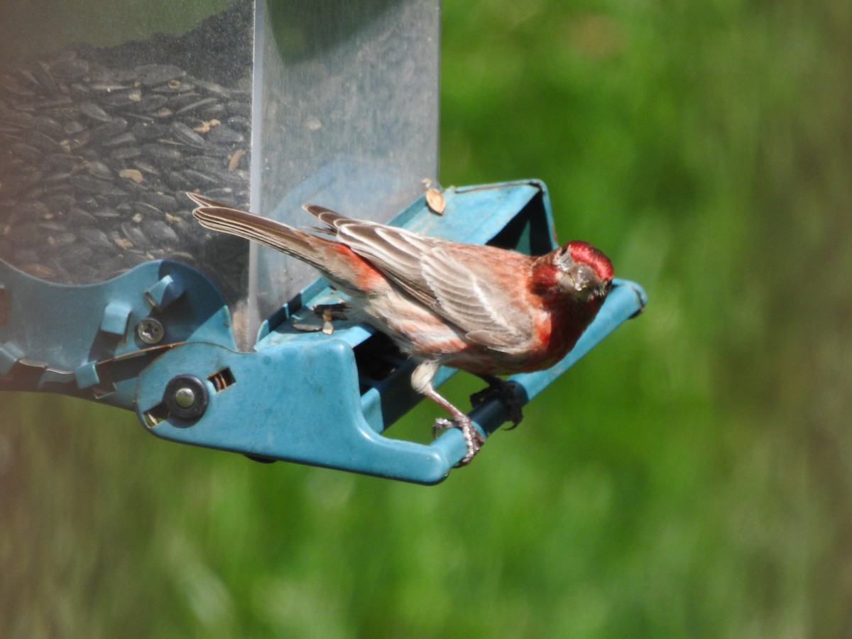 House Finch - Dale Black