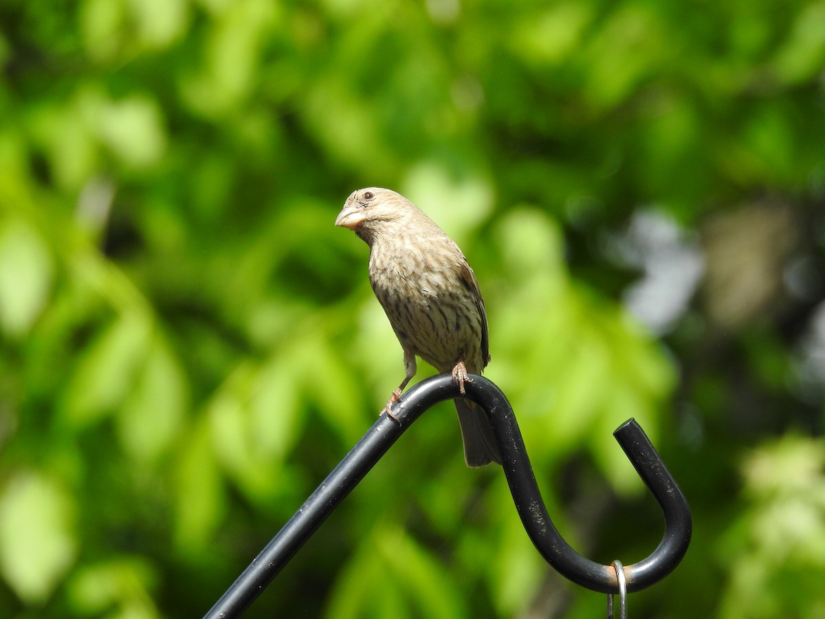 House Finch - Dale Black