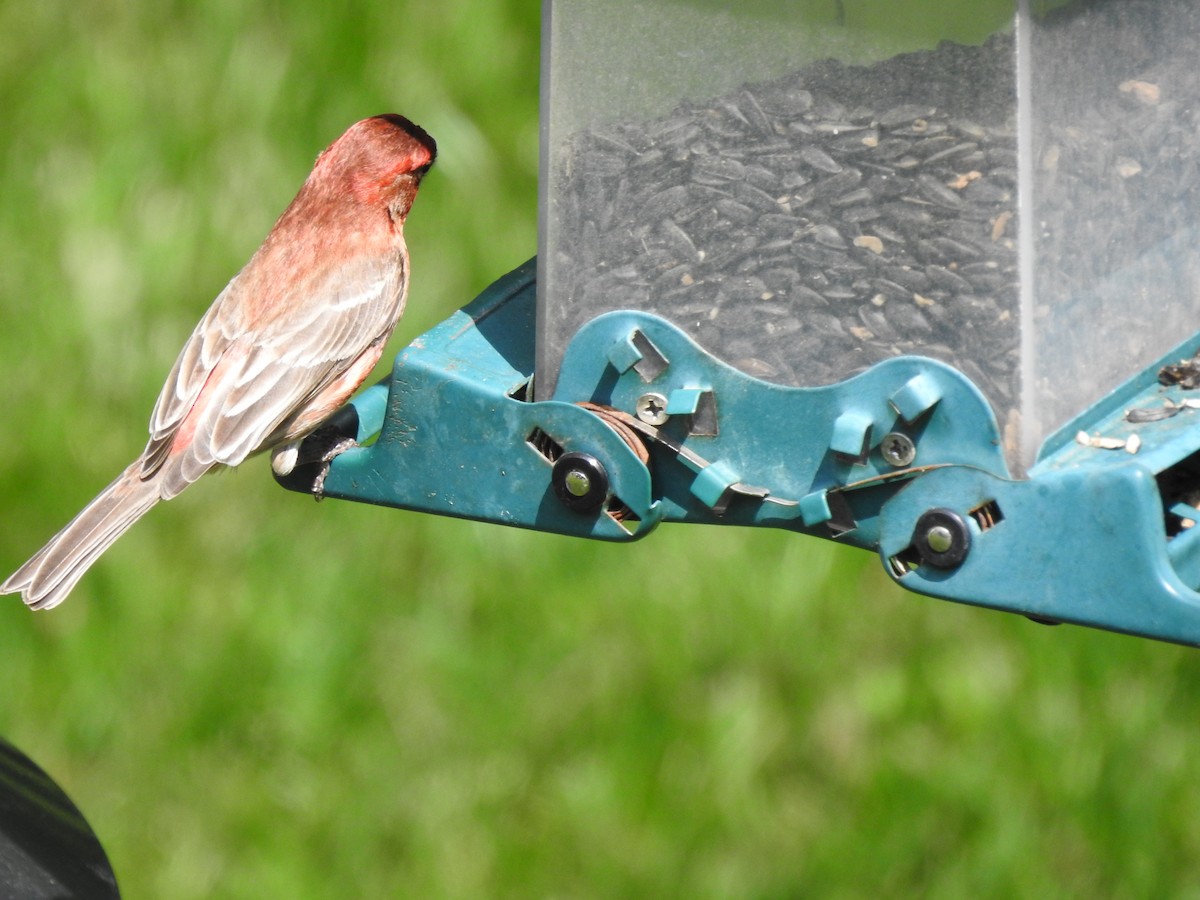 House Finch - Dale Black