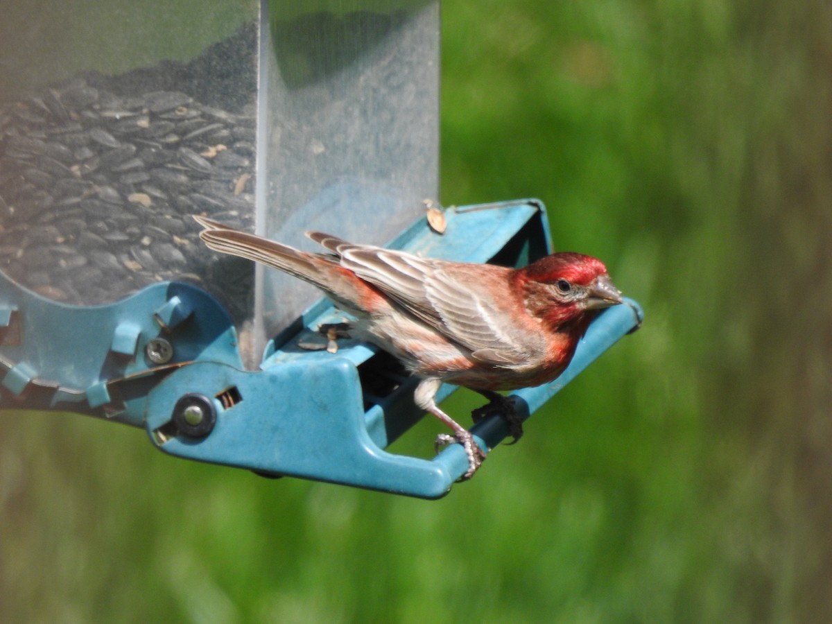 House Finch - Dale Black