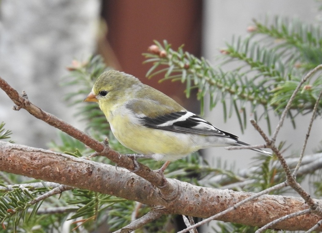 American Goldfinch - Cindy Esau