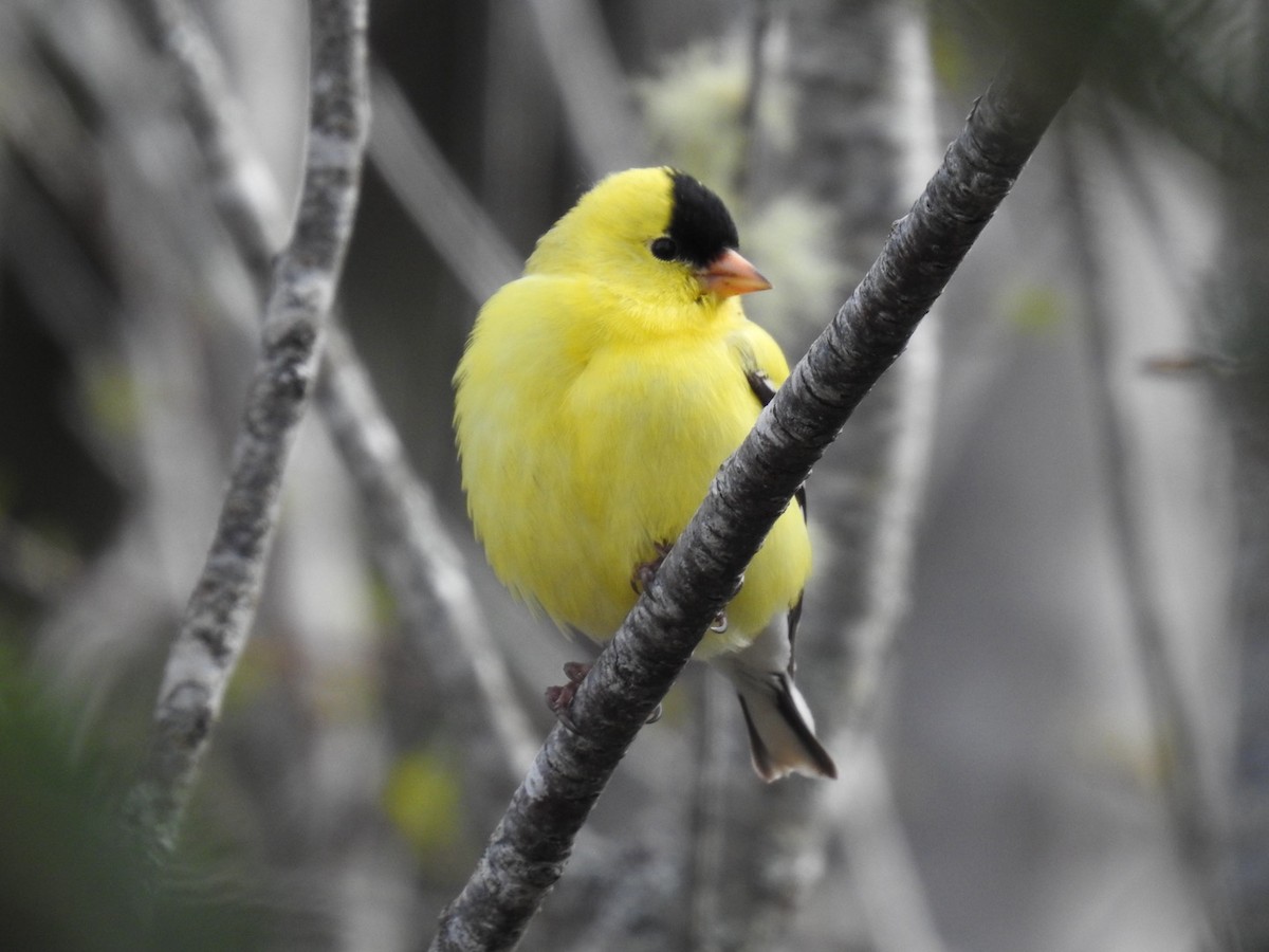 American Goldfinch - Cindy Esau