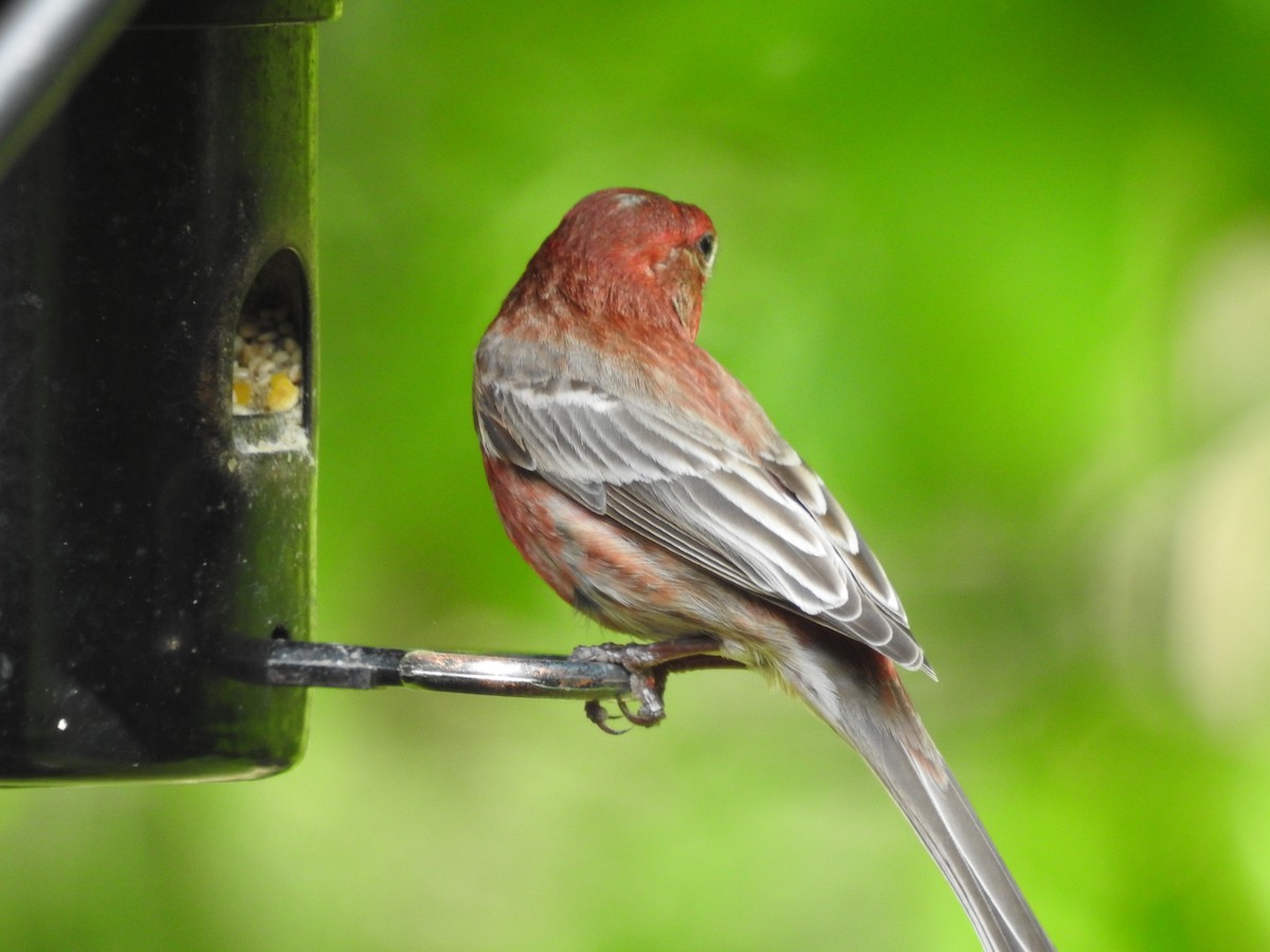 House Finch - Dale Black