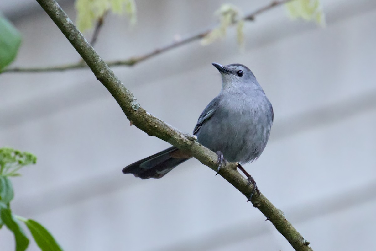 Gray Catbird - Jim Carroll