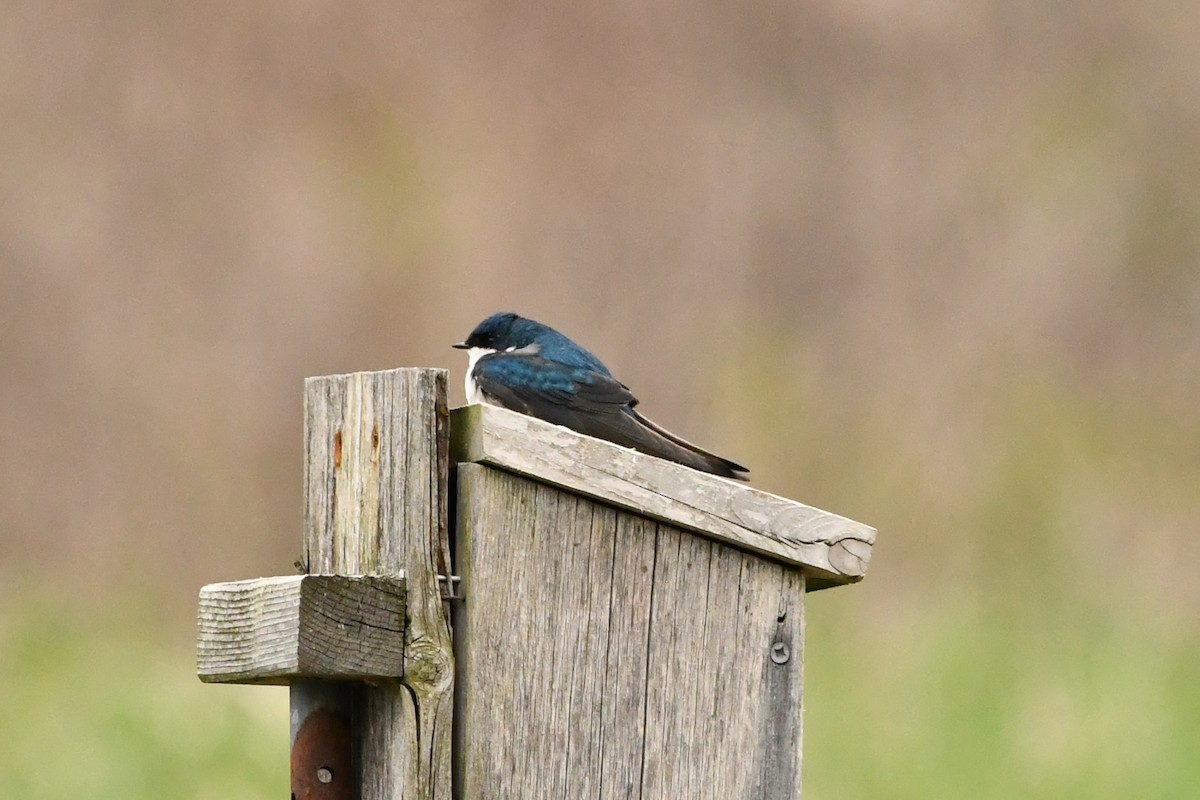 Tree Swallow - Penguin Iceberg