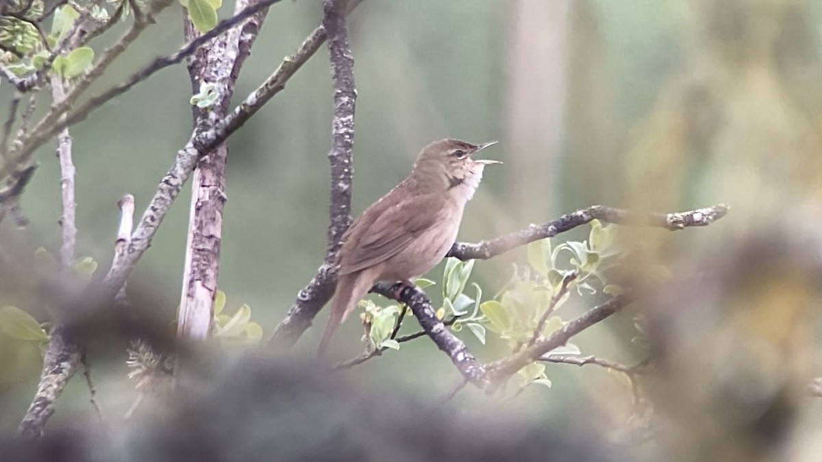 Savi's Warbler - Brian McCloskey