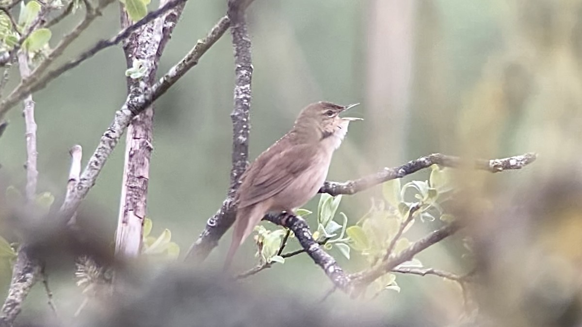 Savi's Warbler - Brian McCloskey