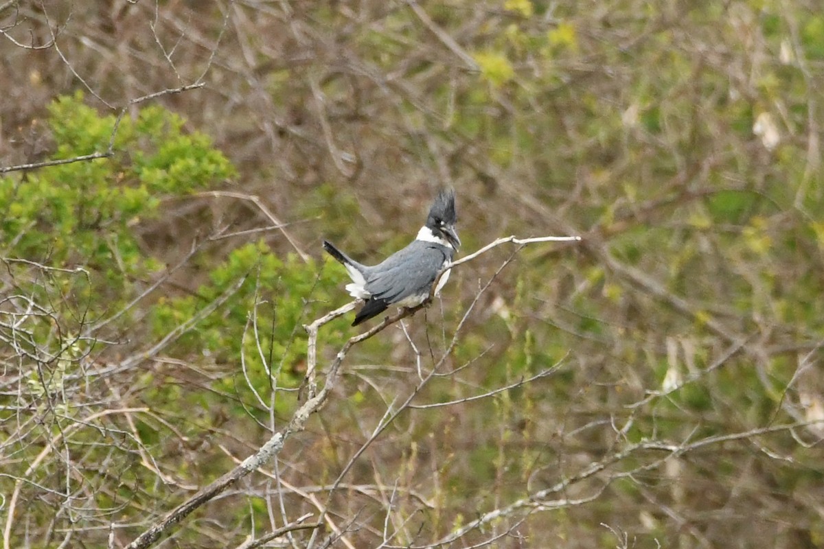 Belted Kingfisher - ML618809140