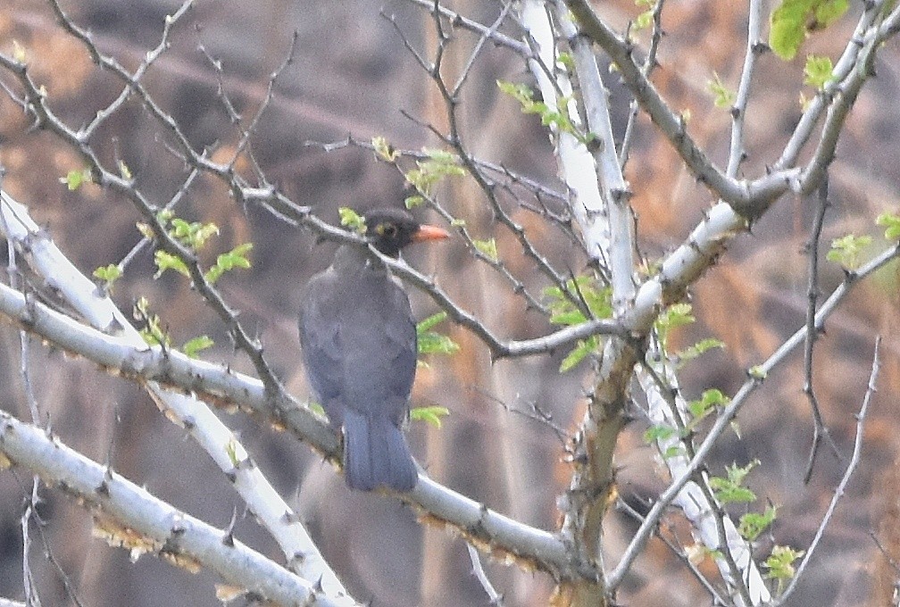 Indian Blackbird - ML618809145