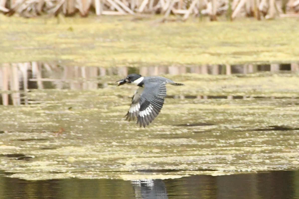 Belted Kingfisher - ML618809150
