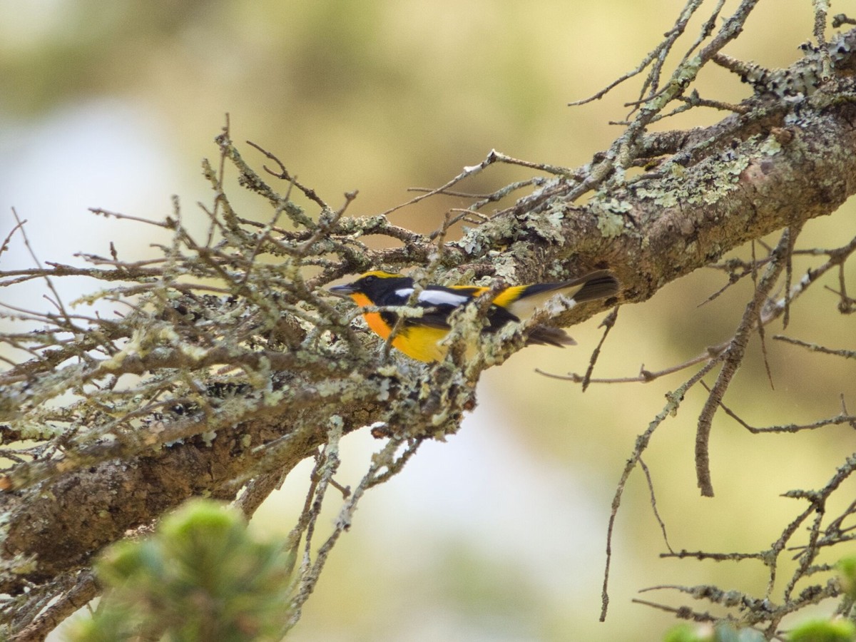 Narcissus Flycatcher - ML618809151