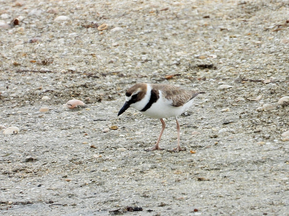 Wilson's Plover - Michael Musumeche