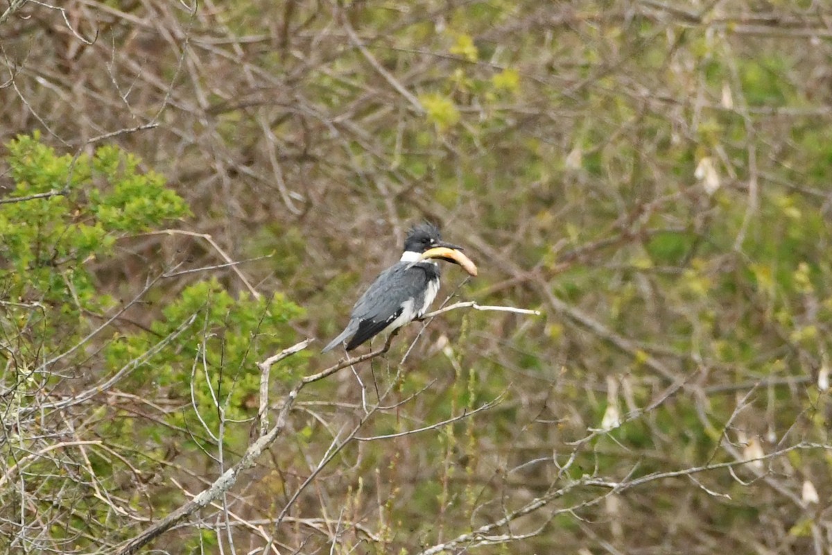 Belted Kingfisher - Penguin Iceberg