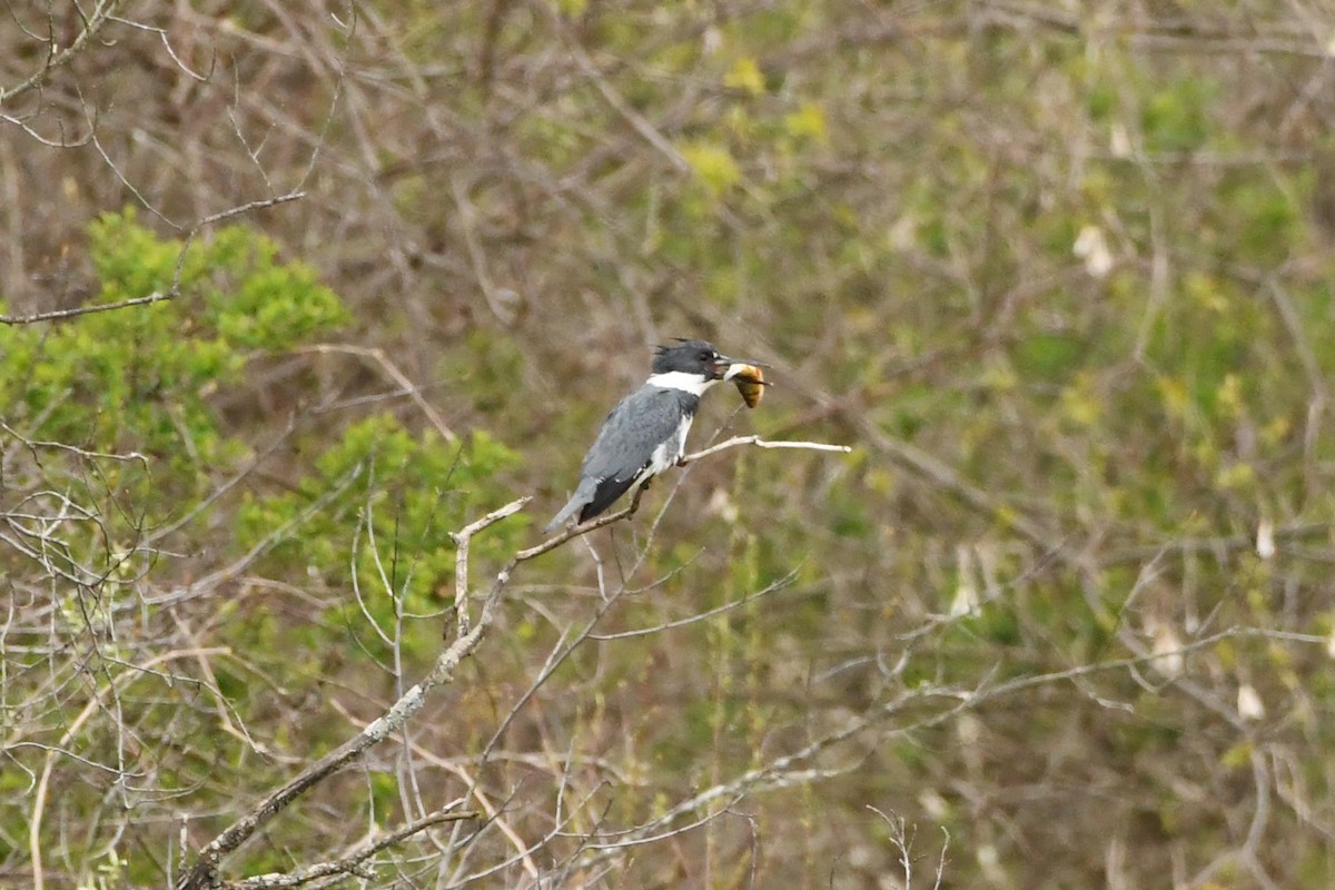 Belted Kingfisher - ML618809155