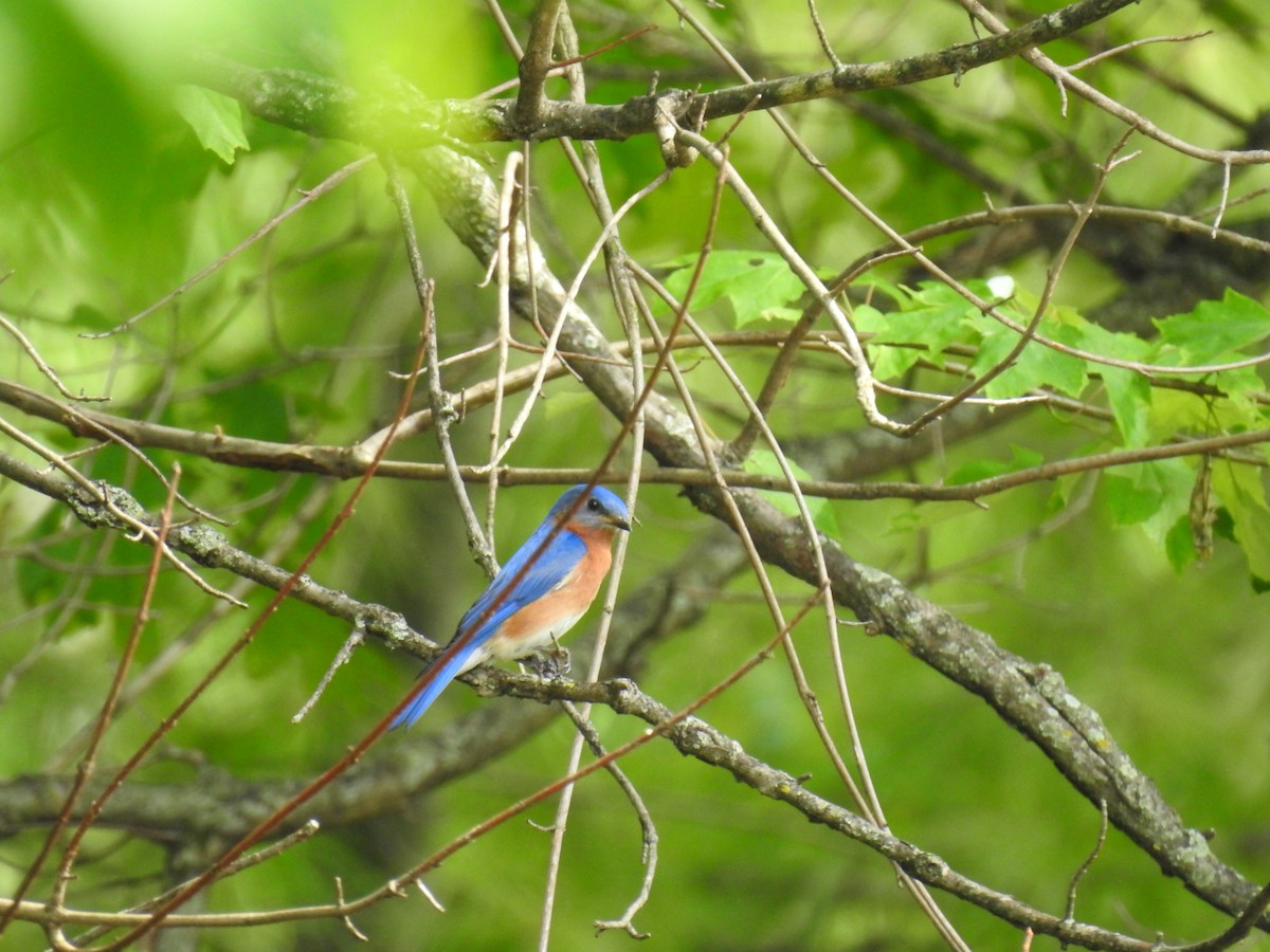 Eastern Bluebird - Dale Black