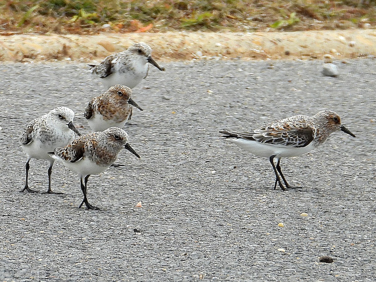 Sanderling - Michael Musumeche