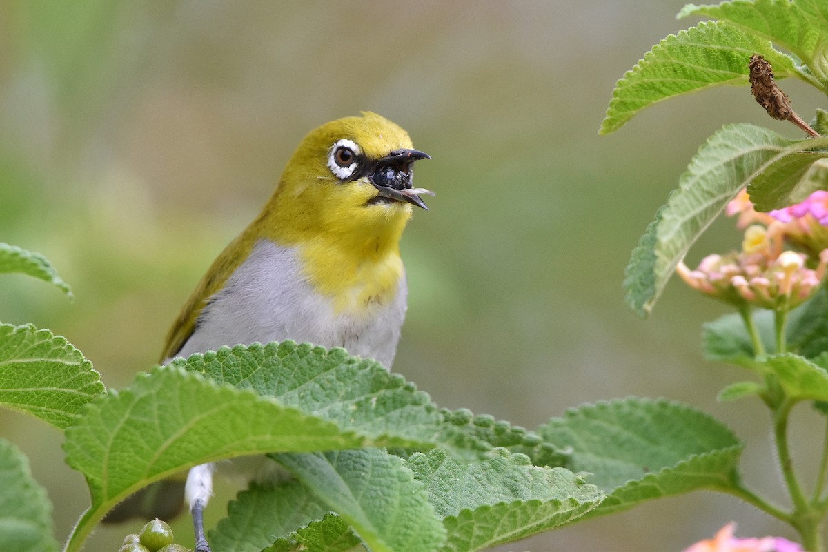 Indian White-eye - Tejas Natu