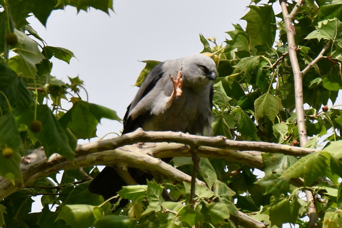 Mississippi Kite - Carmen Ricer