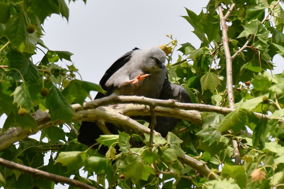 Mississippi Kite - Carmen Ricer