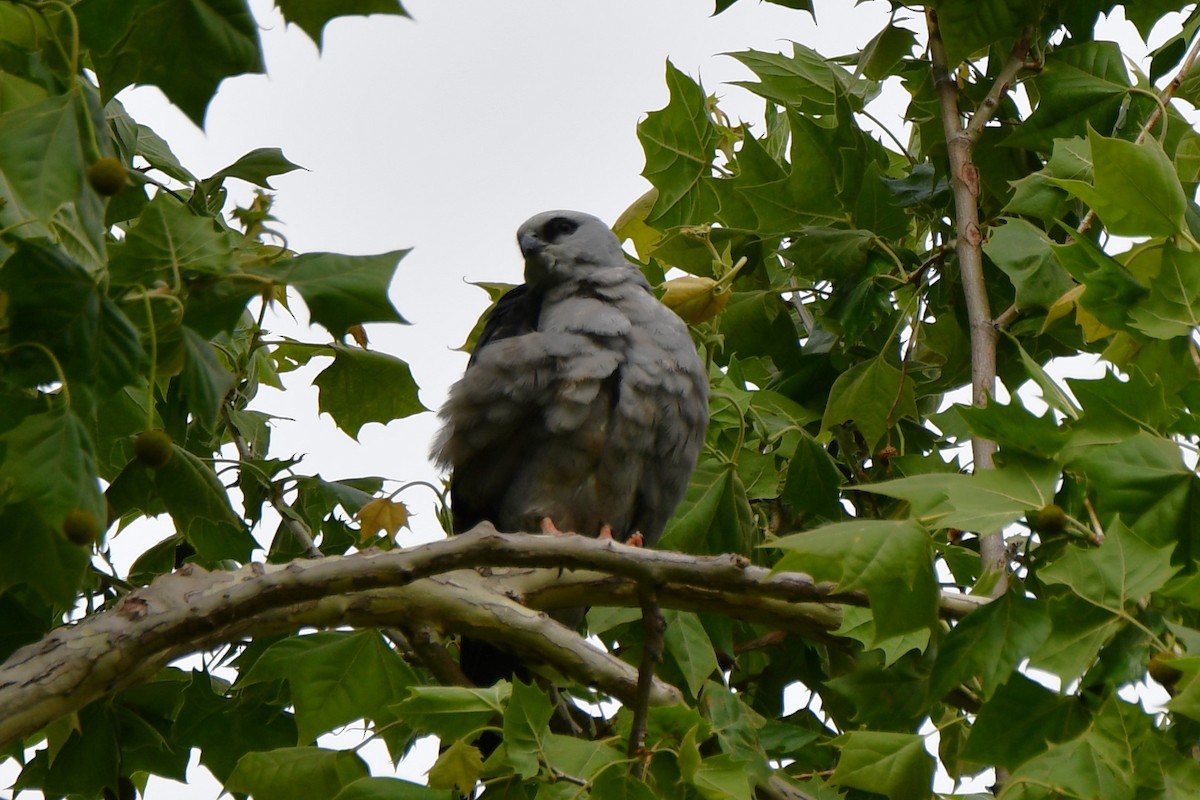 Mississippi Kite - Carmen Ricer