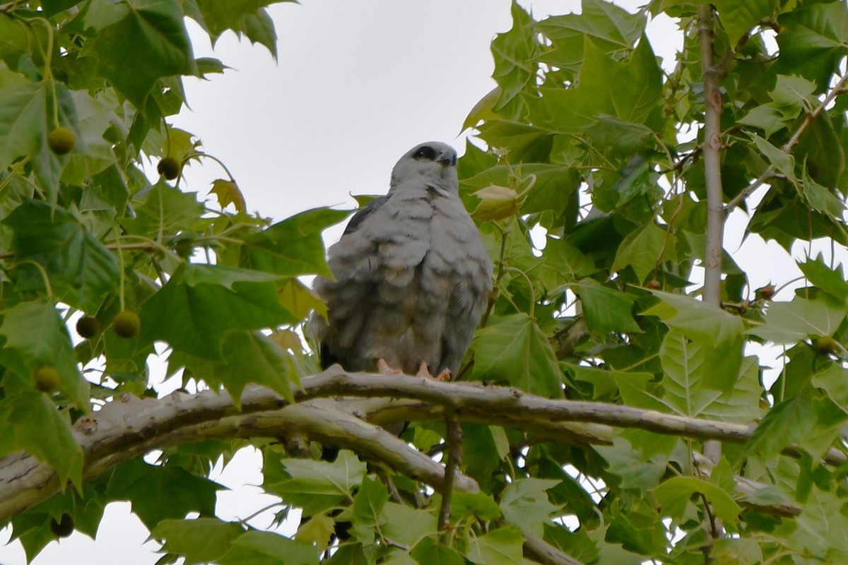 Mississippi Kite - Carmen Ricer