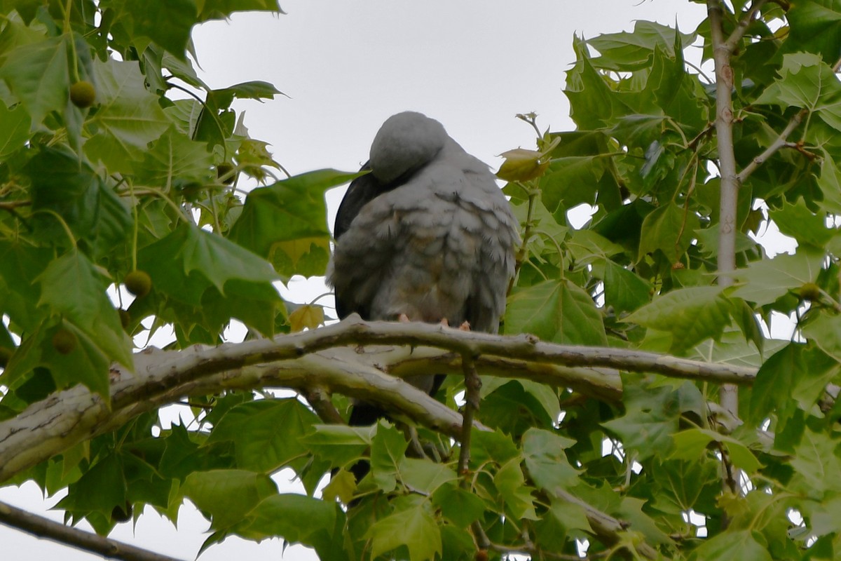 Mississippi Kite - Carmen Ricer