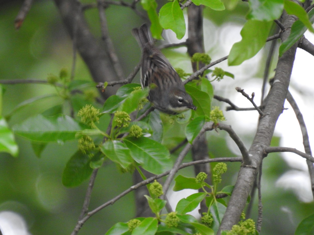 Yellow-rumped Warbler - Dale Black