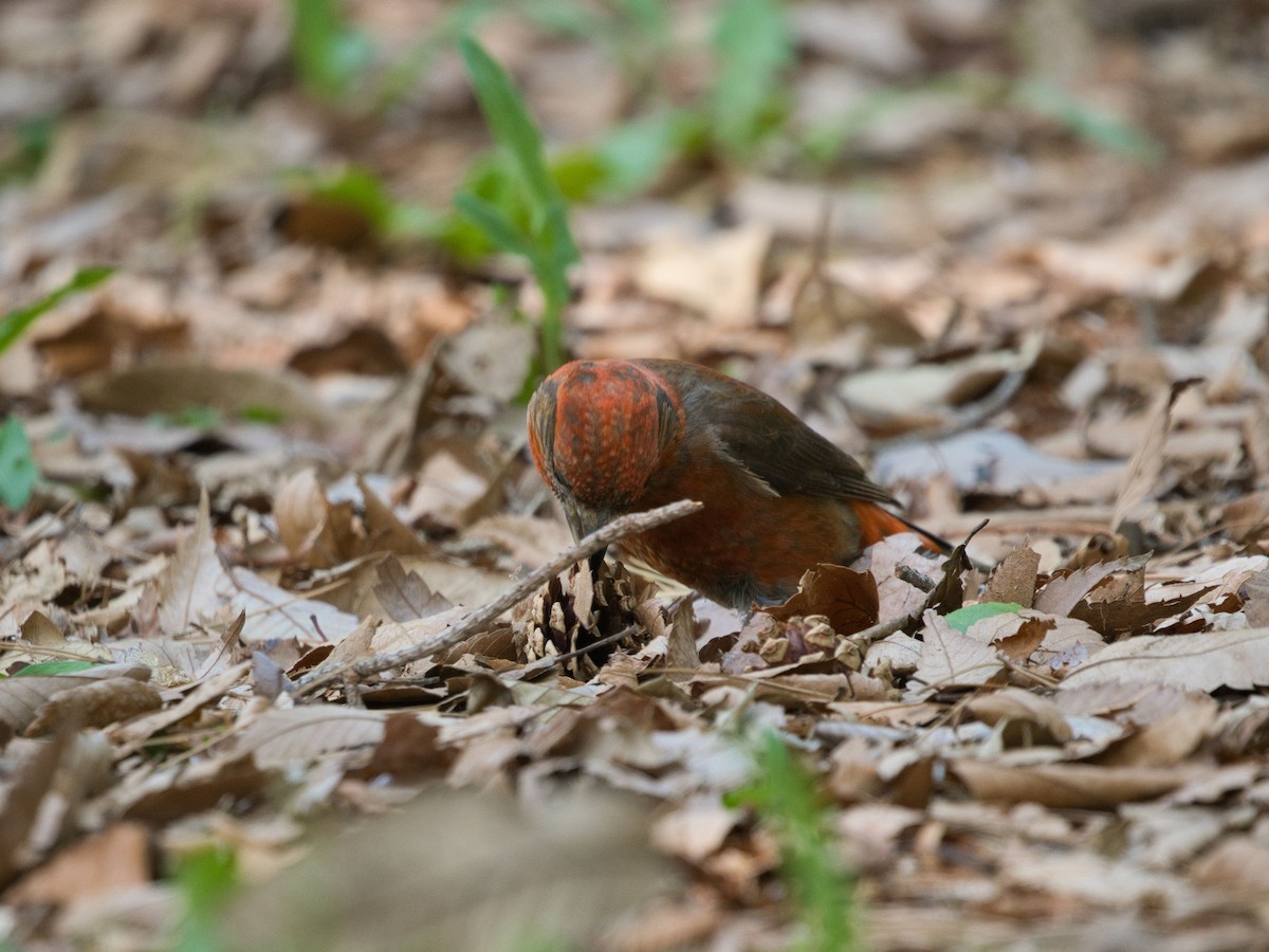 Red Crossbill - ML618809229