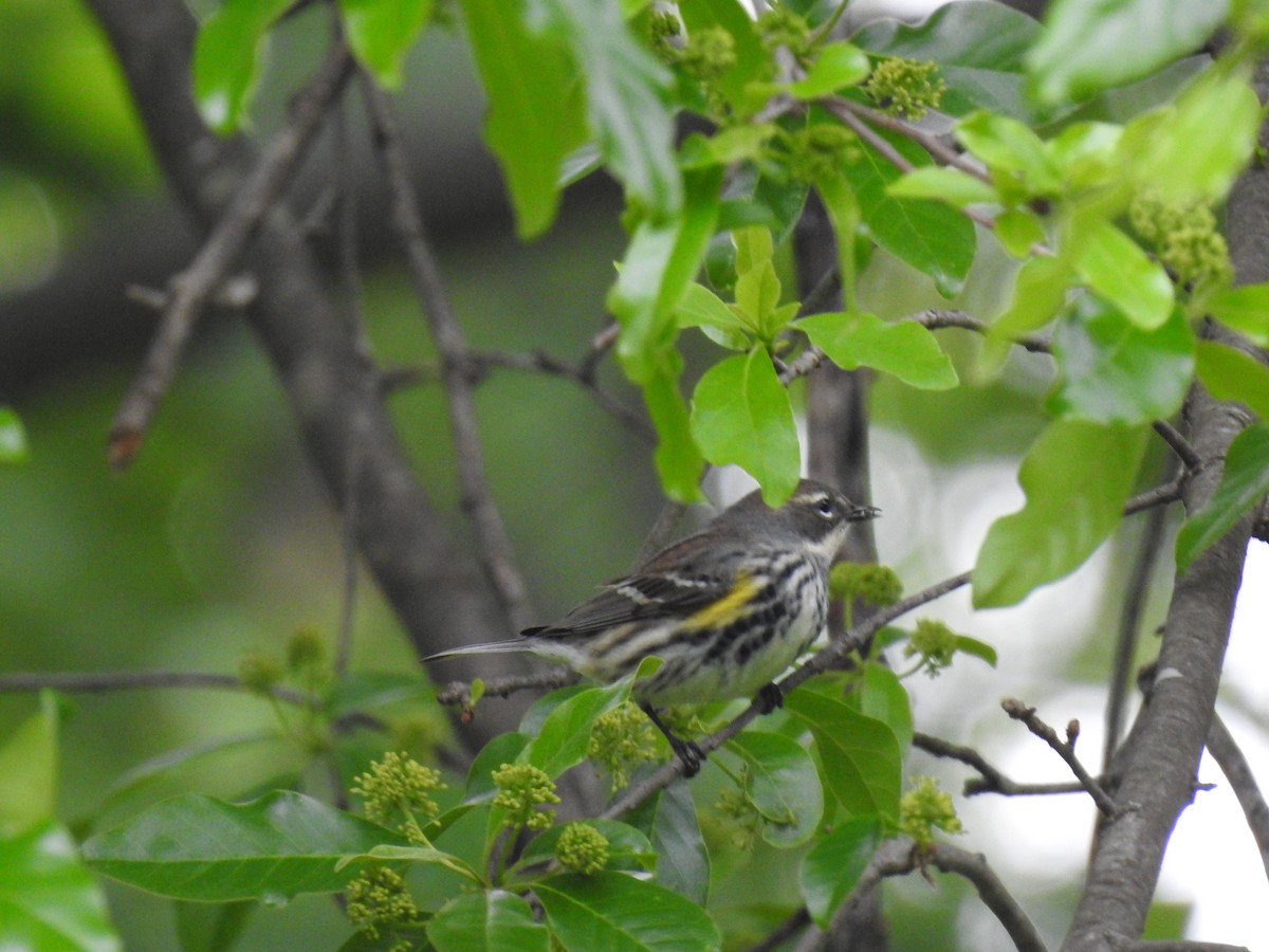 Yellow-rumped Warbler - Dale Black