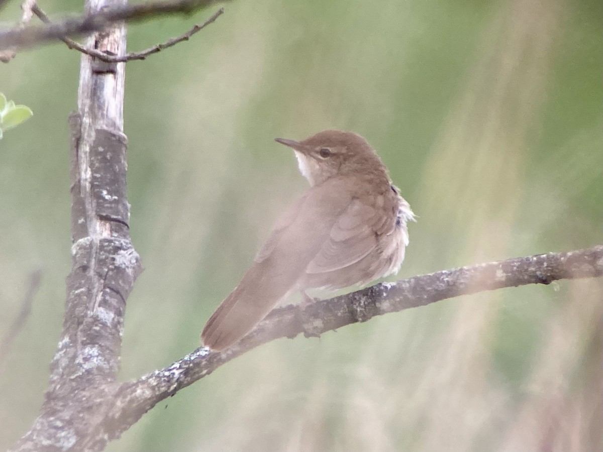 Savi's Warbler - ML618809235