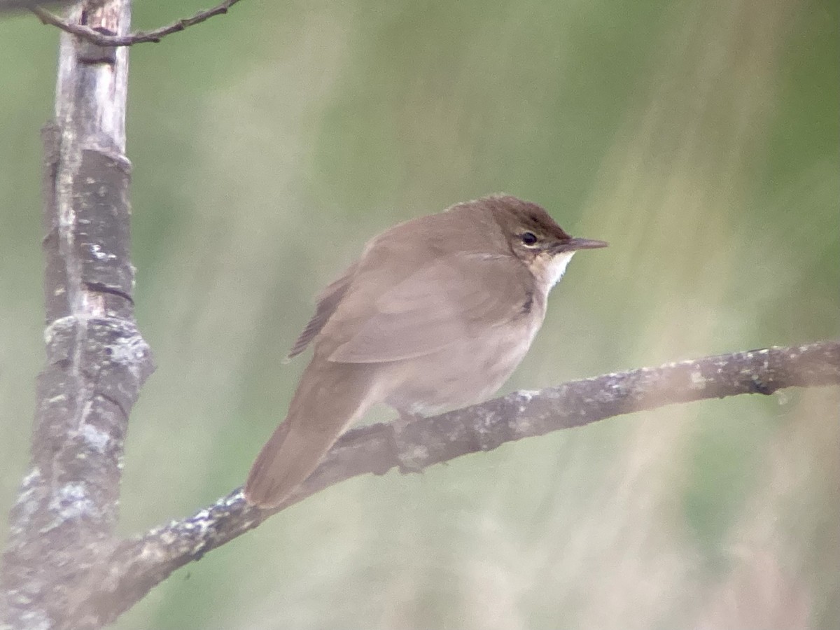 Savi's Warbler - Brian McCloskey