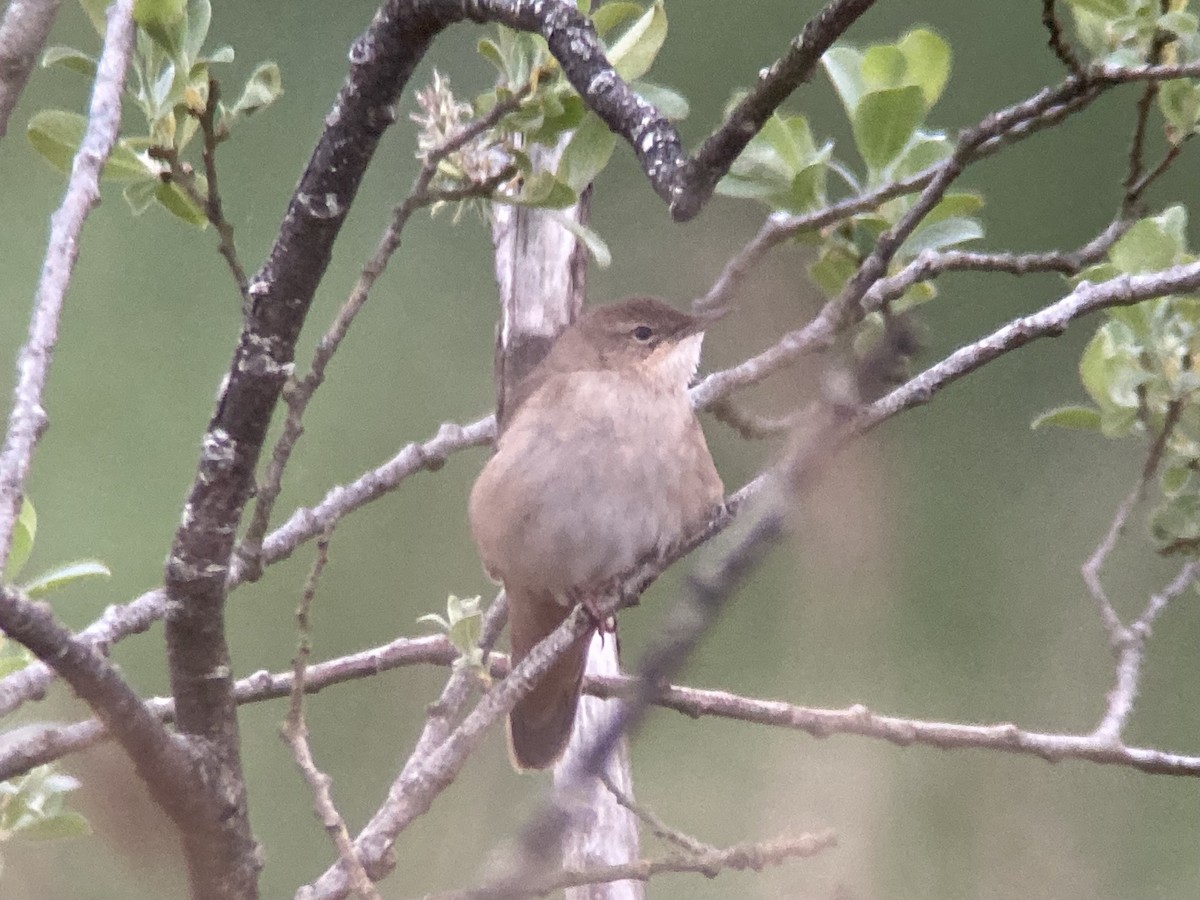 Savi's Warbler - Brian McCloskey