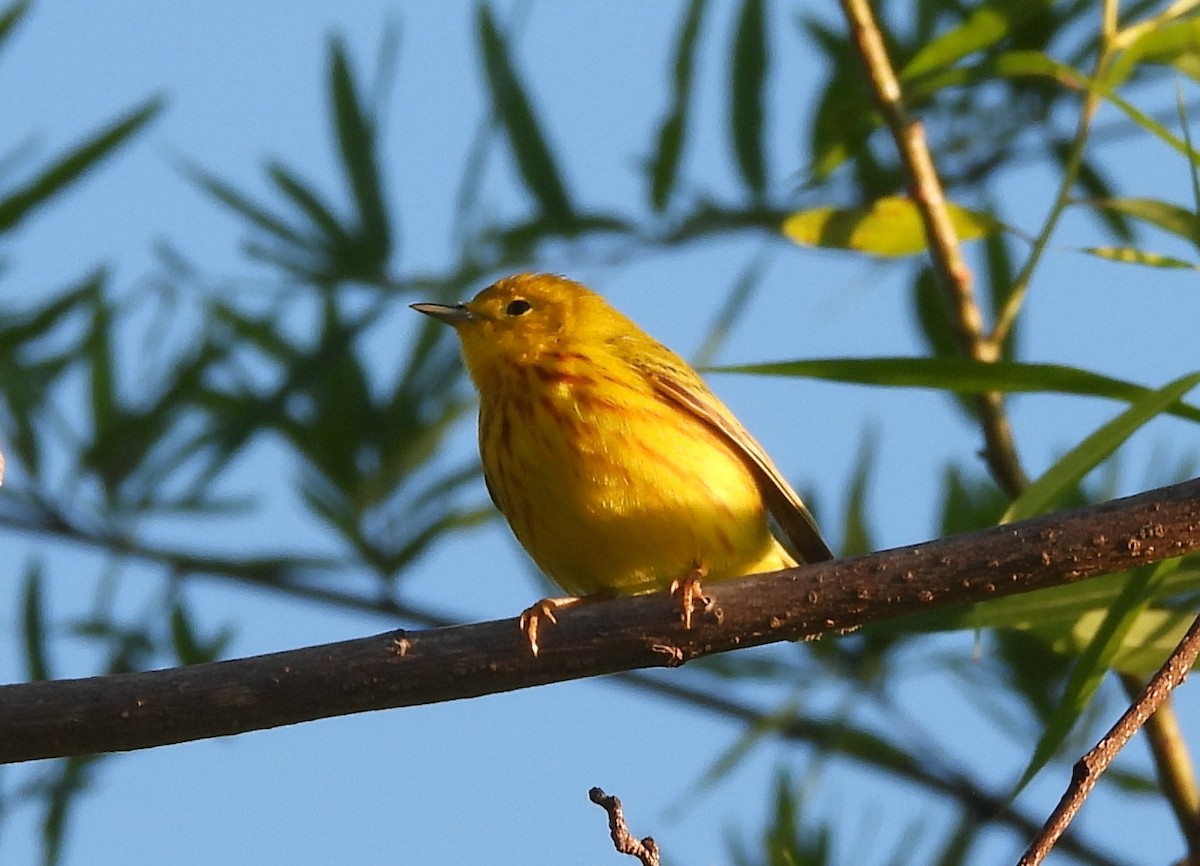 Yellow Warbler - Mark DiGiovanni