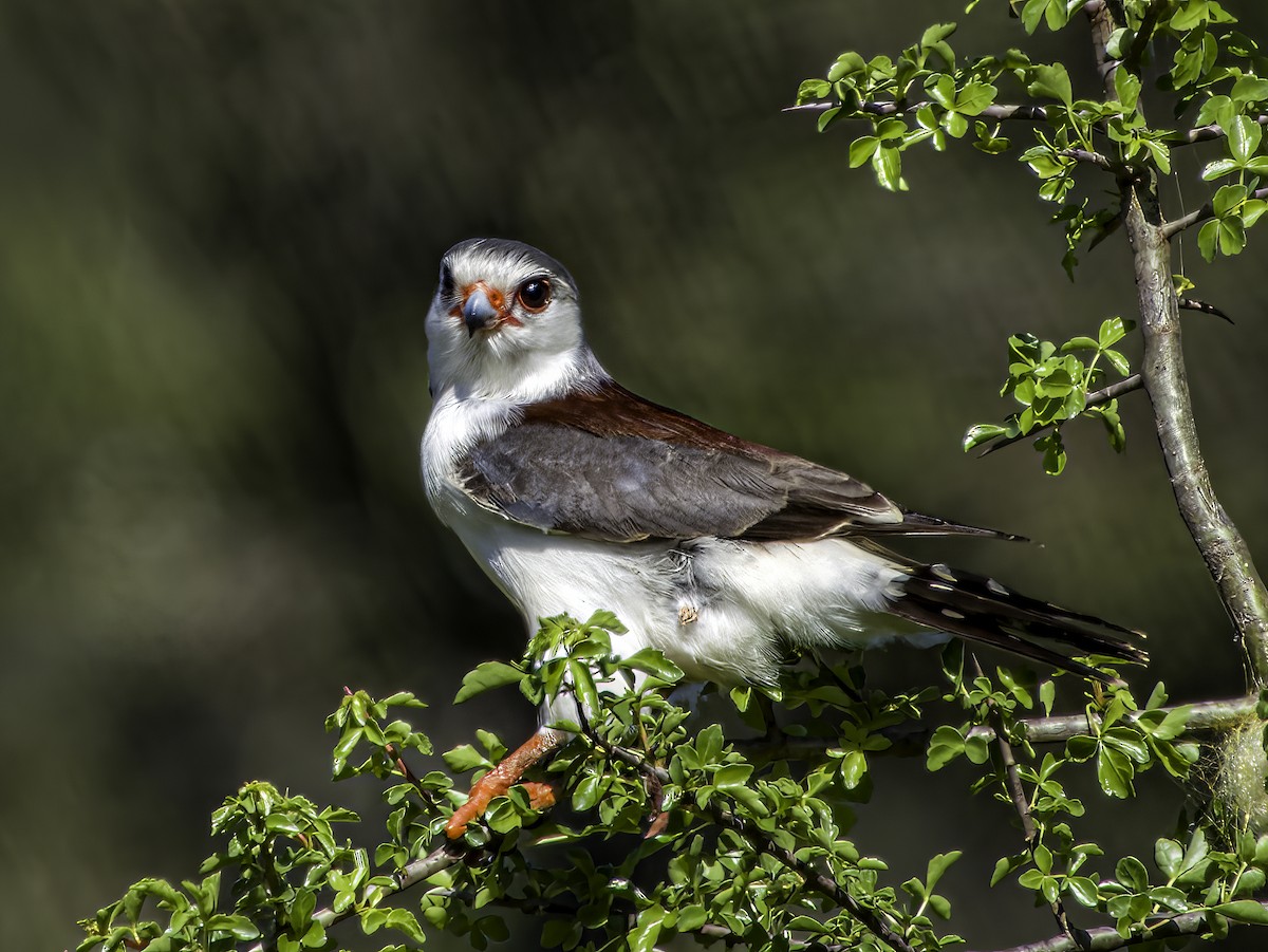 Pygmy Falcon - Hila Meyer Izmirli