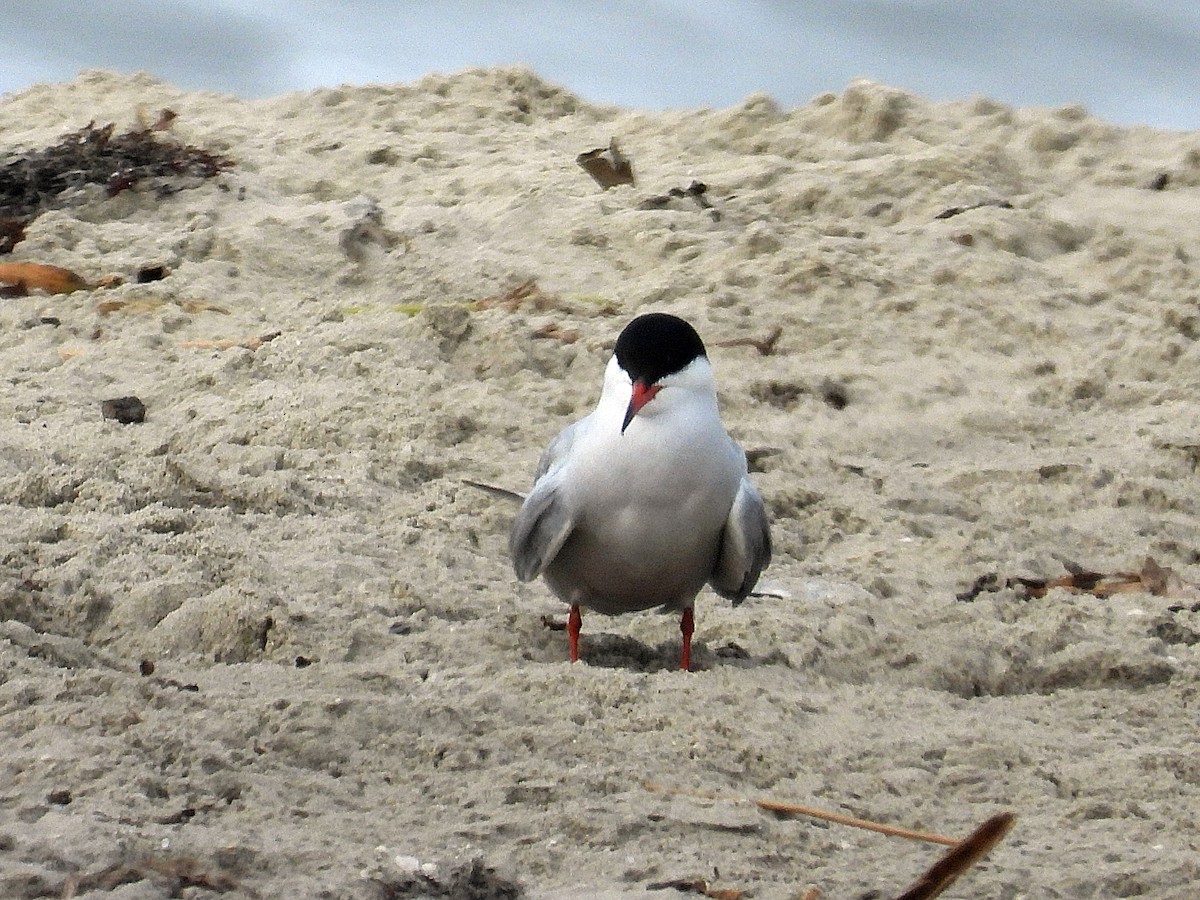 Common Tern - Michael Musumeche