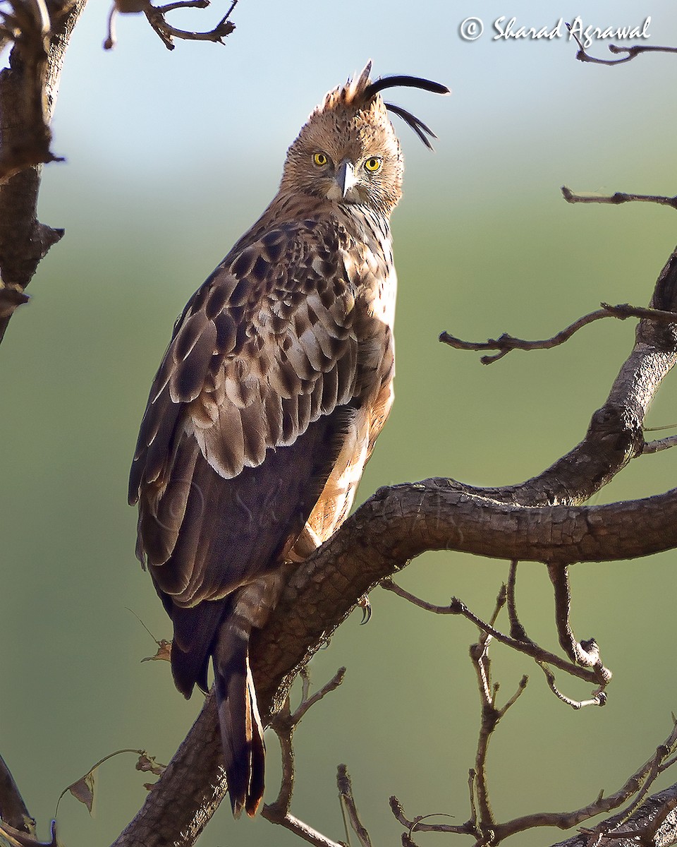 Изменчивый хохлатый орёл (cirrhatus/ceylanensis) - ML618809256