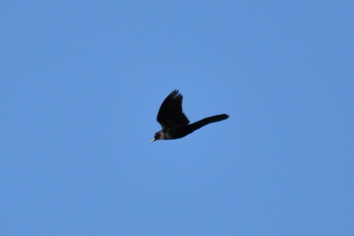 Great-tailed Grackle - Carmen Ricer